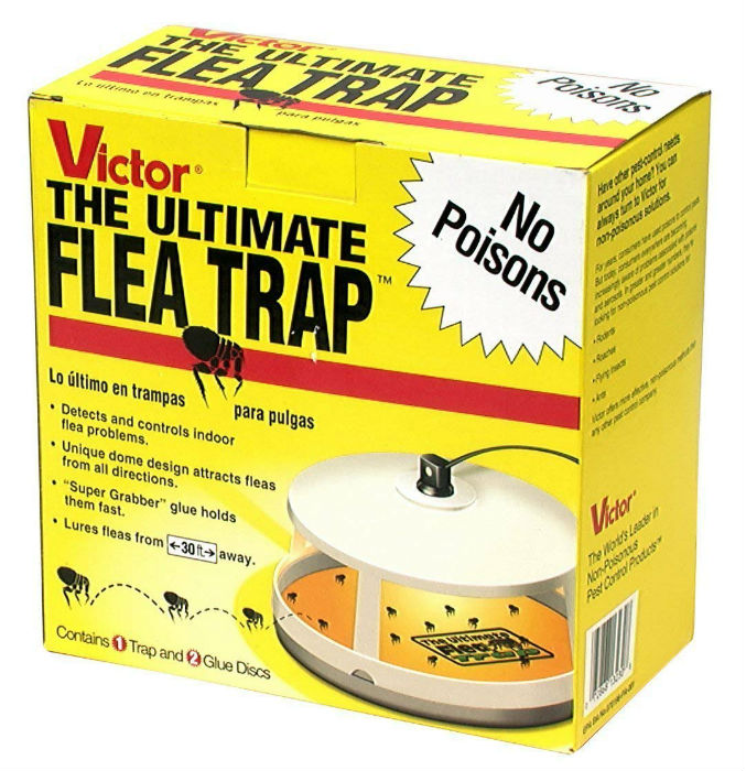 How to Attract Fleas to One Spot Trapping and Killing the Pesky Insect