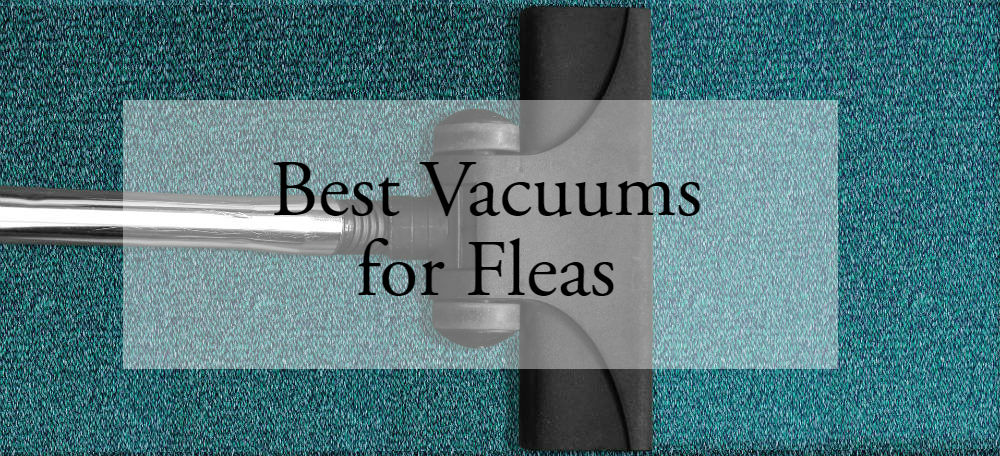 My Cat Has Fleas, How Do I Clean My House? [Top Vacuum Options]