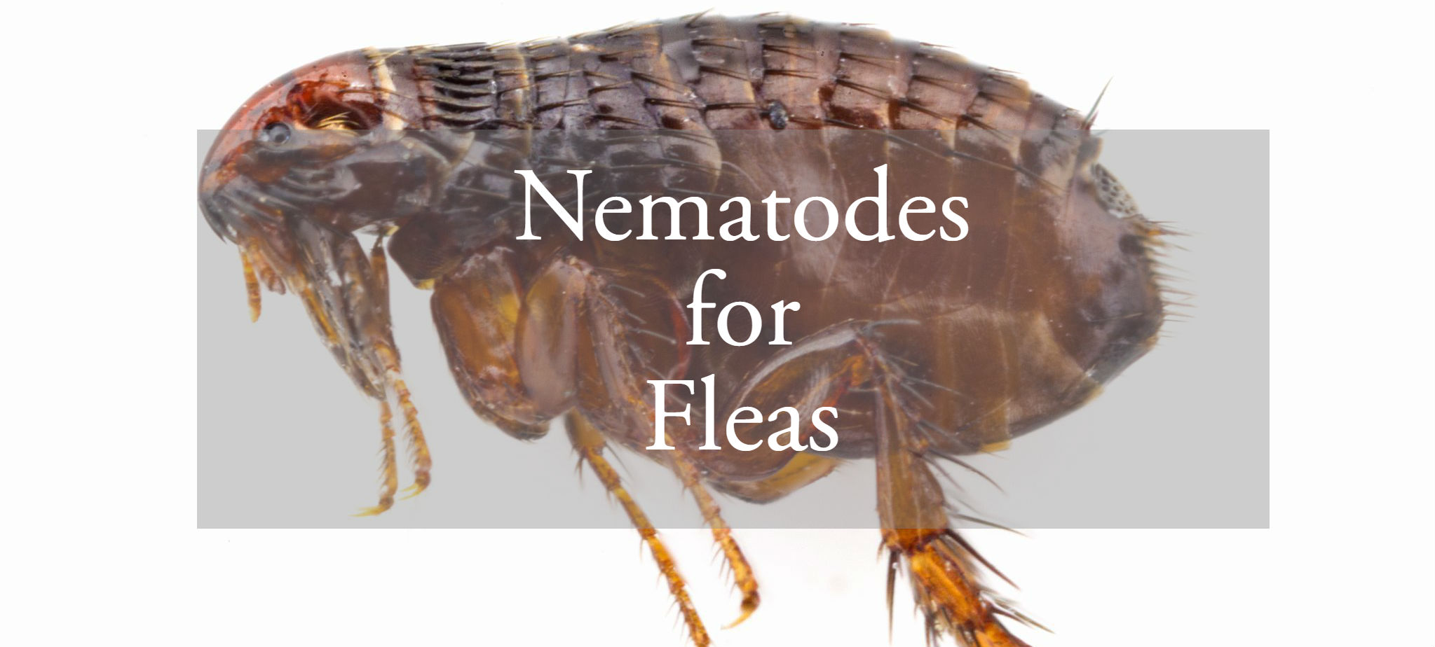 nematodes fleas diatomaceous plete flea
