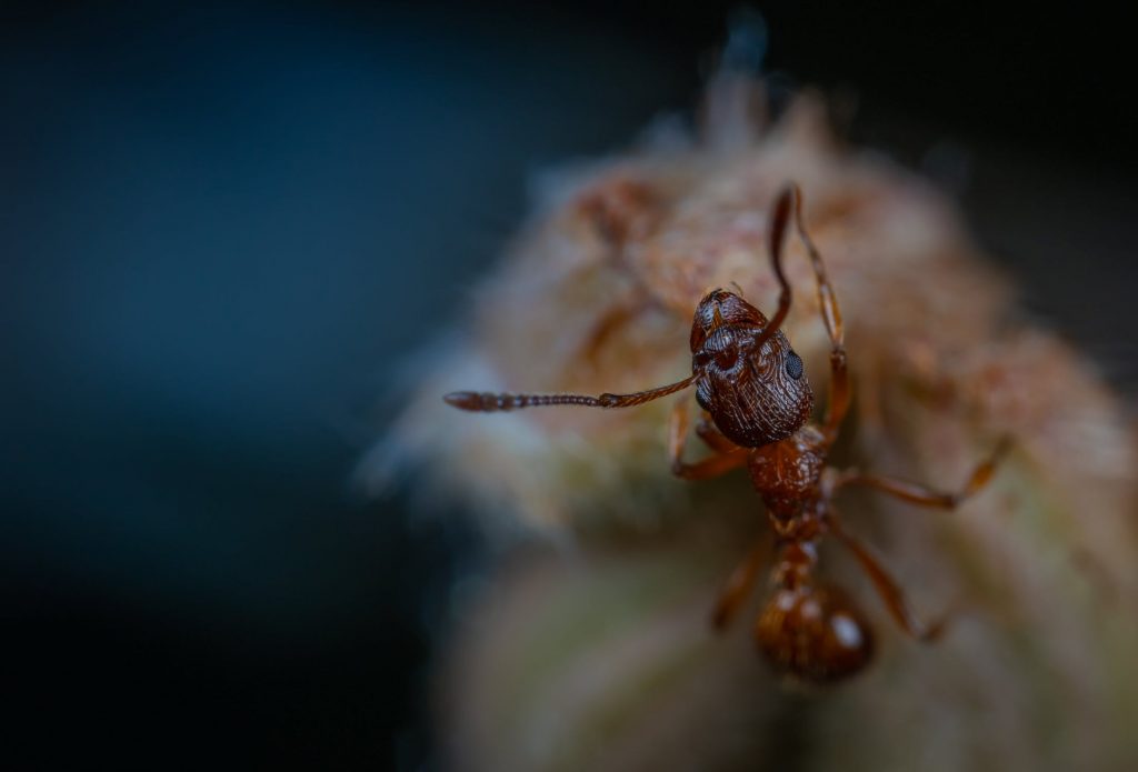ant removal home remedies