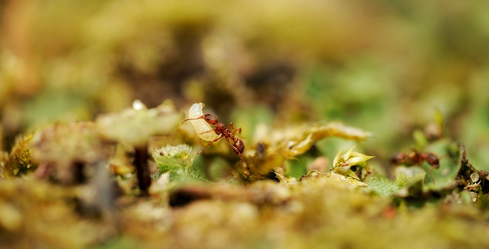 ant exterminator pet friendly