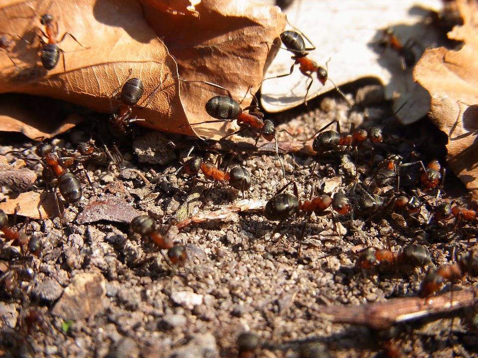 Ant Extermination Methods: The Most Effective