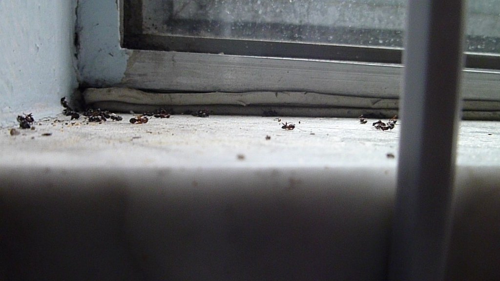 Stop Ants Coming in Through The Window!