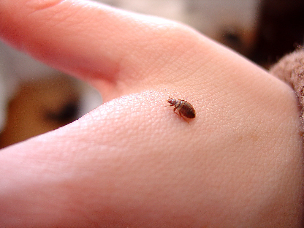 how to remove bed bugs naturally