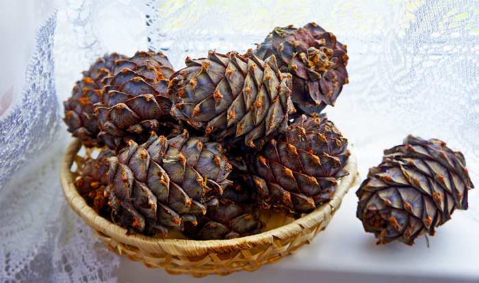 essential oil flea repellent for humans