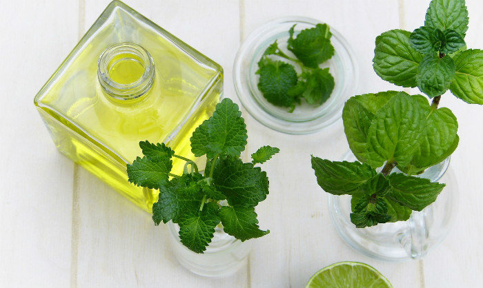 herbes qui repoussent les fourmis