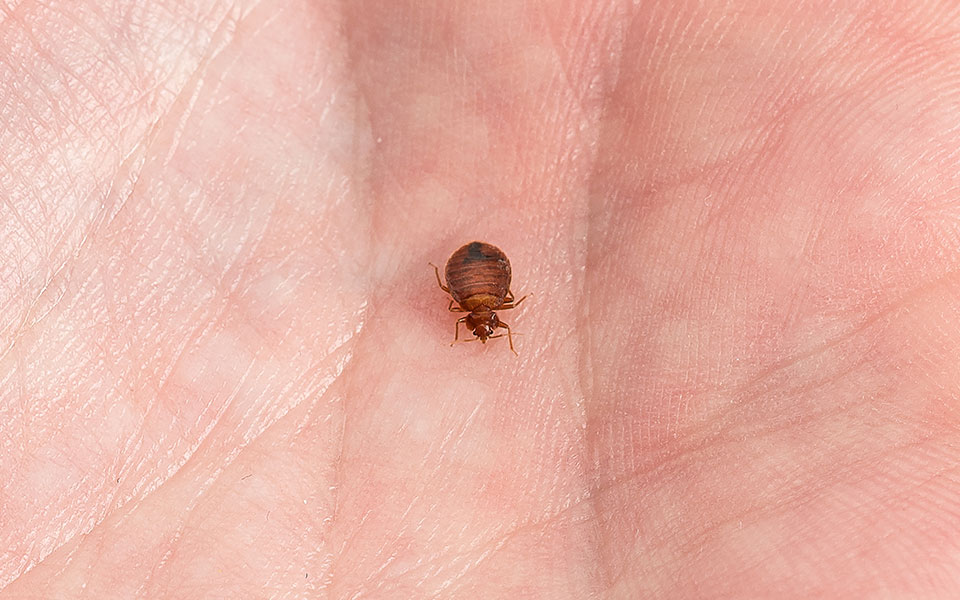 Bugs That Look Like Bed Bugs Connectbezy