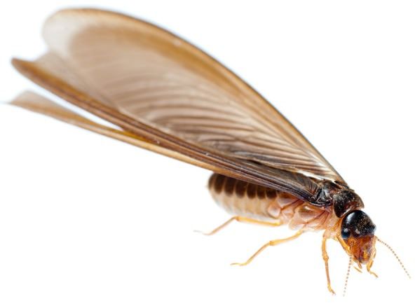 How To Get Rid Of Termites With Wings In House: Top Tips