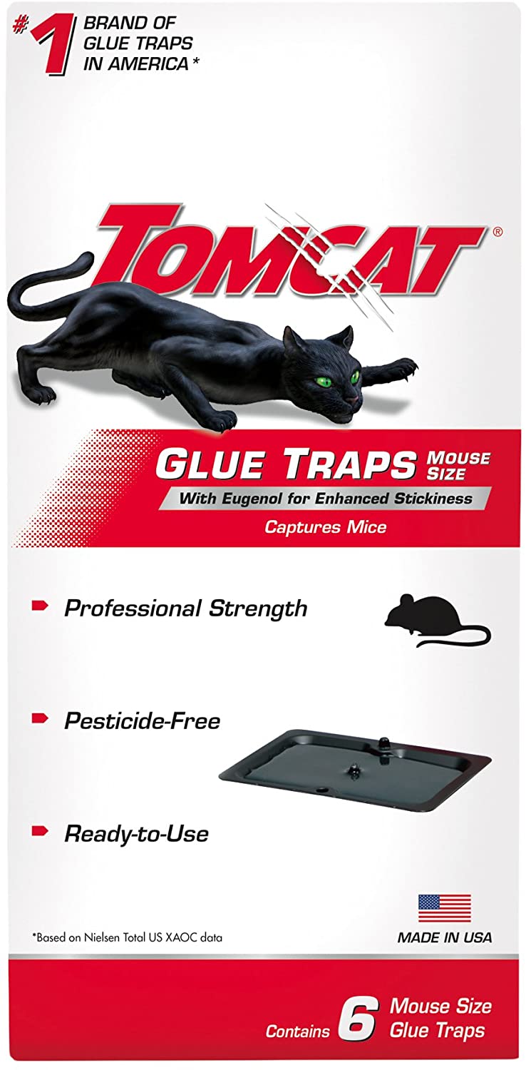 The Best Bait For Mouse Glue Trap That You Should Know