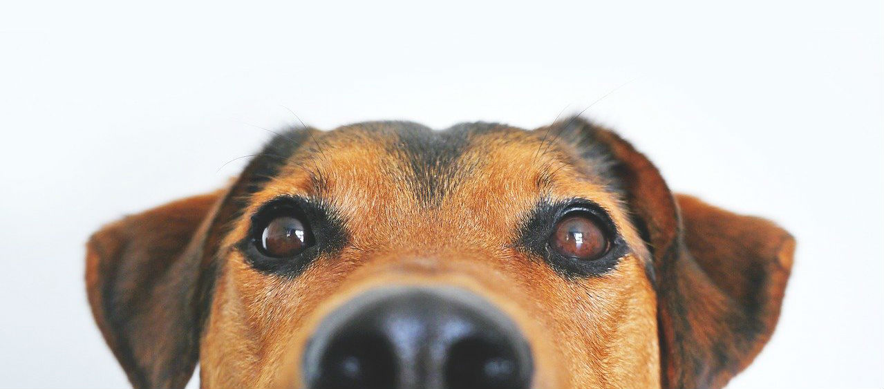 Best Flea and Tick Prevention for Puppies & Adult Dogs 5 Picks!