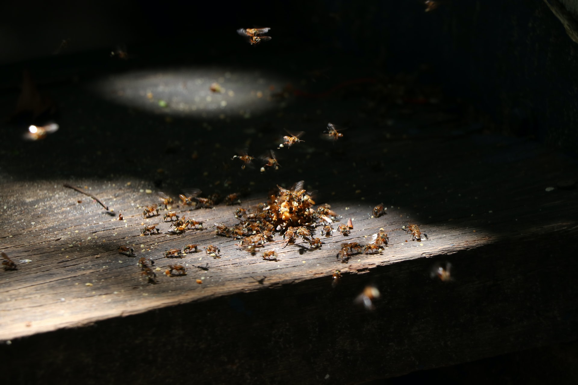 Tips on How to Get Rid of Termites Without Tenting