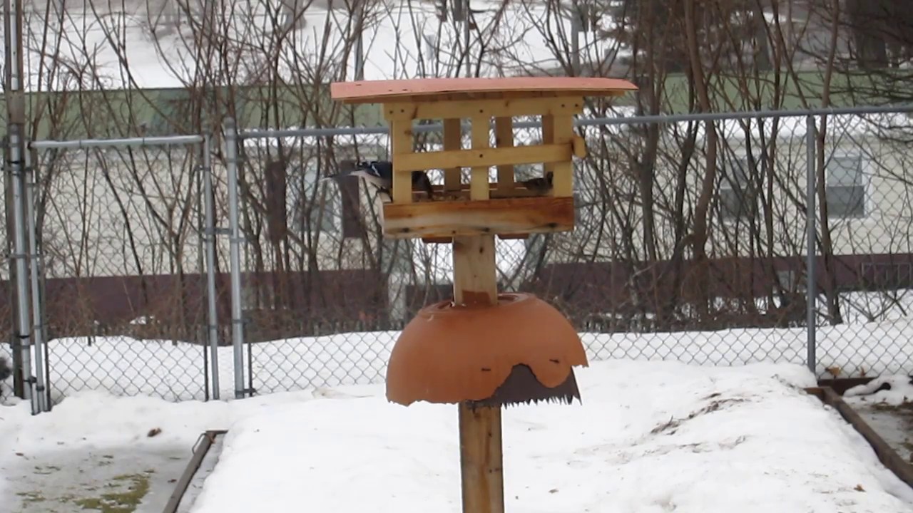 Dove Proof Bird Feeder UPDATED 2020 How To Discourage Doves From