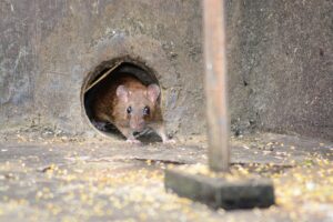 Can Mouse Droppings Make You Sick?