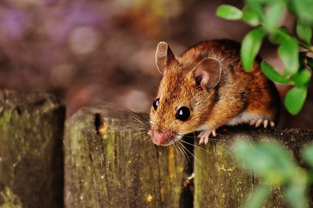 How to get rid of mouse urine smell from wood
