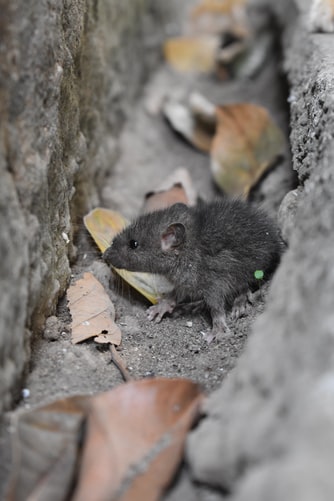 Best Rat Poison For Attic: A Guide To Roof Rats And Poison