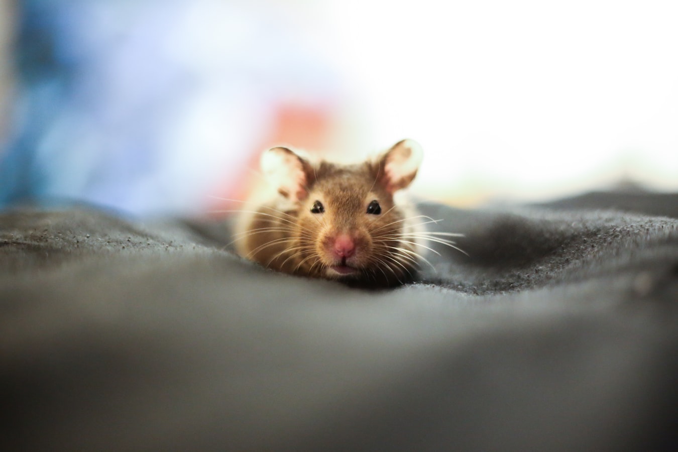 home-remedies-to-kill-mice-and-rats