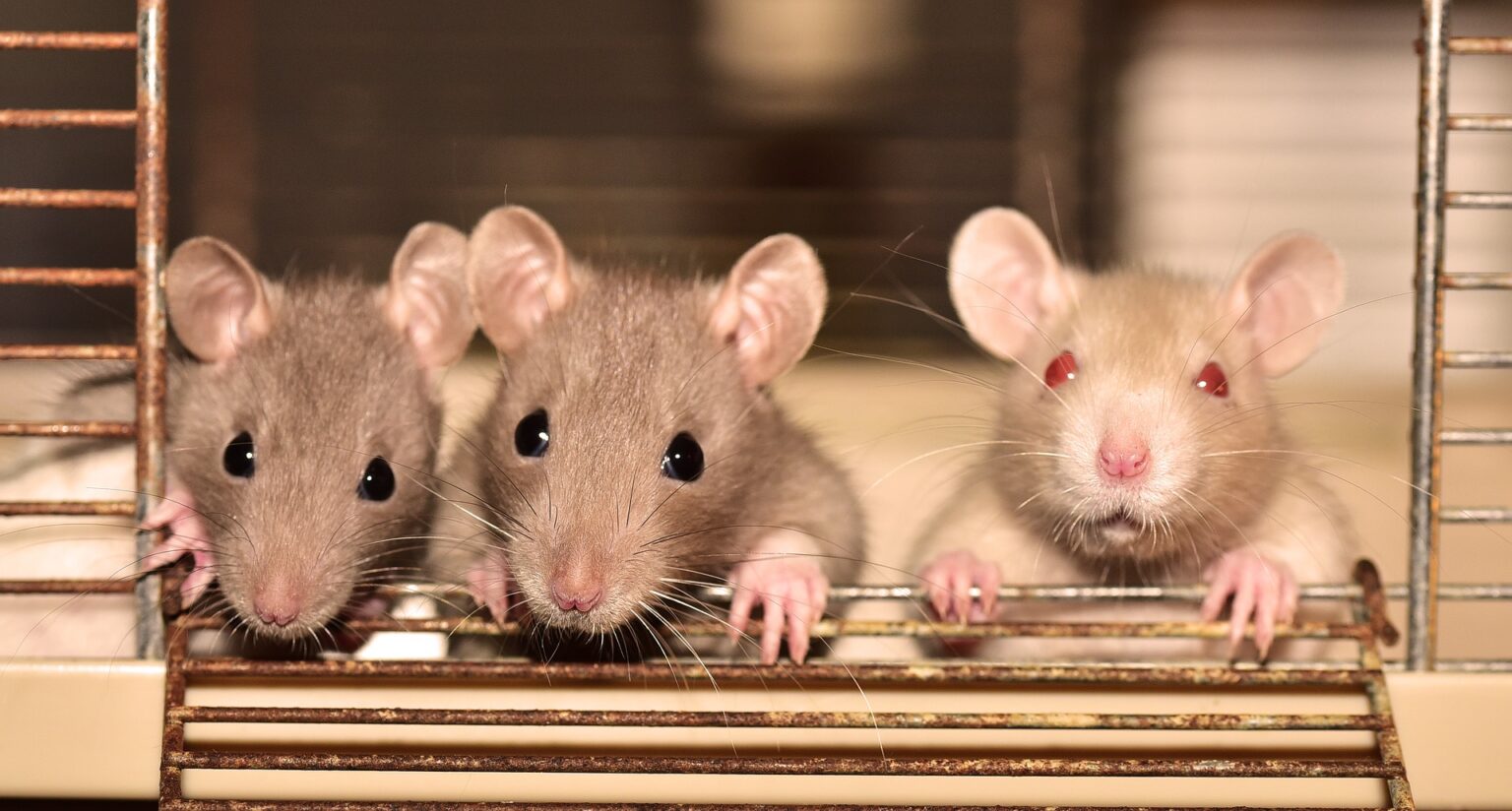 Do sticky mouse traps work a little understanding in pest control
