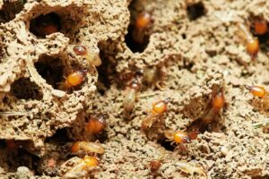 Boric Acid Spray for Termites