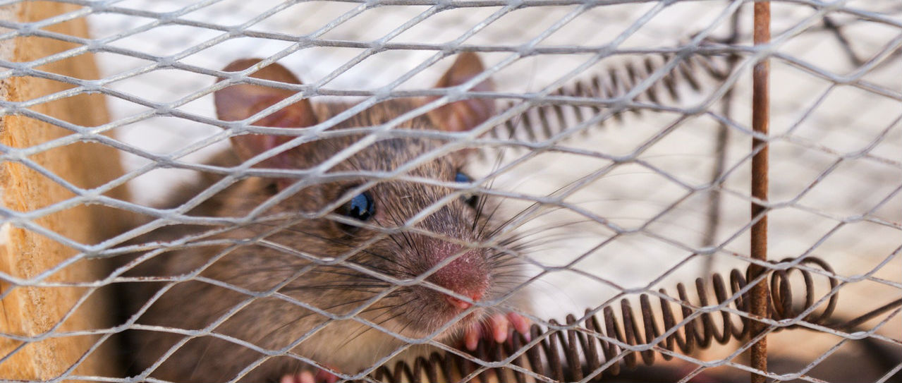 Where to Buy Humane Mouse Traps? Here are 5 Best Picks!