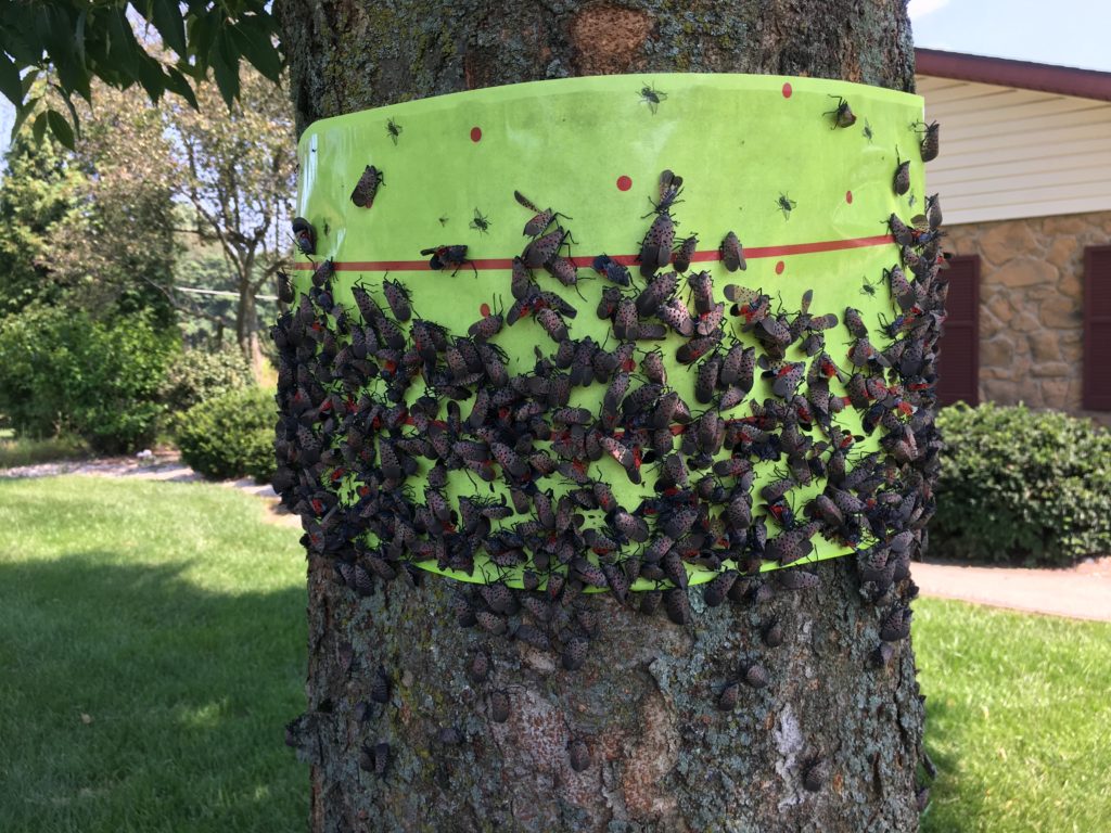 how to protect trees from spotted lanternfly